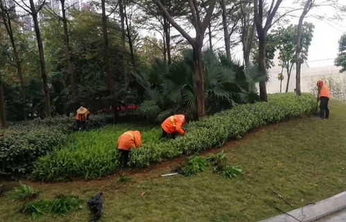 搶抓春日好時(shí)機(jī) 蓬江區(qū)開(kāi)展綠化養(yǎng)護(hù)行動(dòng)