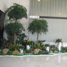 中山便宜的室內(nèi)植物租賃,剪花剪草,風(fēng)水綠植租賃,風(fēng)水植物租賃,小區(qū)、工廠綠化養(yǎng)護(hù),年花預(yù)定,年桔預(yù)定,園林規(guī)劃與設(shè)計,綠化工程施工,商場等室外綠化帶保養(yǎng),便宜的鮮花預(yù)訂,鮮花出租