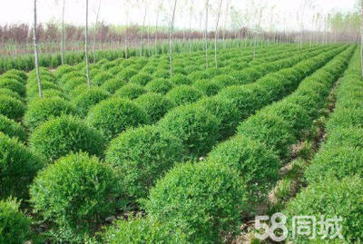 小葉女貞造型盆景樹樁灌木球小區(qū)學(xué)校廠區(qū)別墅酒店工程園林景觀綠化設(shè)計施工