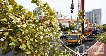 黃海路拓寬改造綠化正在加緊施工