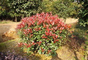 武漢園林綠化景觀(guān)設(shè)計(jì)小區(qū)園林施工綠化養(yǎng)護(hù)方案設(shè)計(jì)維護(hù)