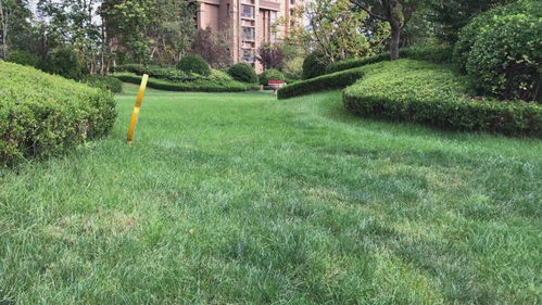 德州發(fā)布園林綠化種植土壤地方標(biāo)準 為全省首例