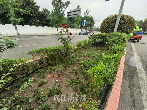 不文明行為曝光臺丨城區綠化花卉被盜800余株,園林部門呼吁愛護公共綠植